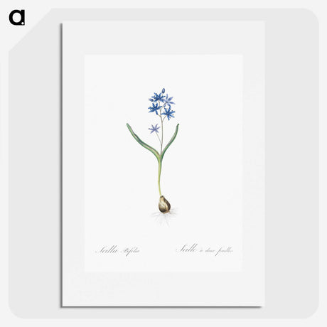 2-58_The-Lilies_picture