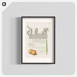 アートポスター-Mayfly, Apricot, and Reed Grass from Mira Calligraphiae Monumenta
 - 書道のお手本 Poster.