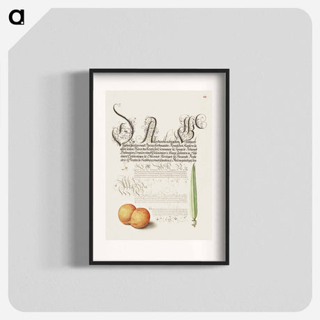 アートポスター-Mayfly, Apricot, and Reed Grass from Mira Calligraphiae Monumenta
 - 書道のお手本 Poster.