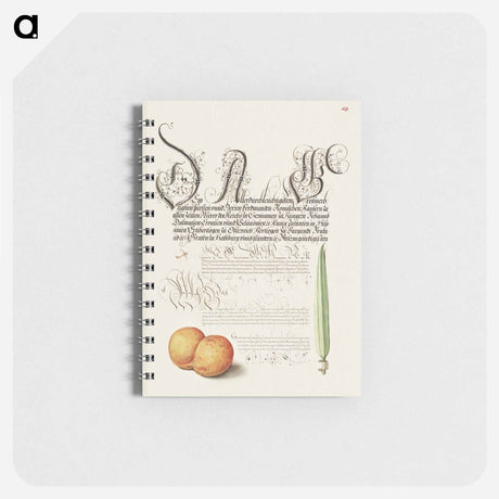 アートメモ帳-Mayfly, Apricot, and Reed Grass from Mira Calligraphiae Monumenta
 - 書道のお手本 Memo.
