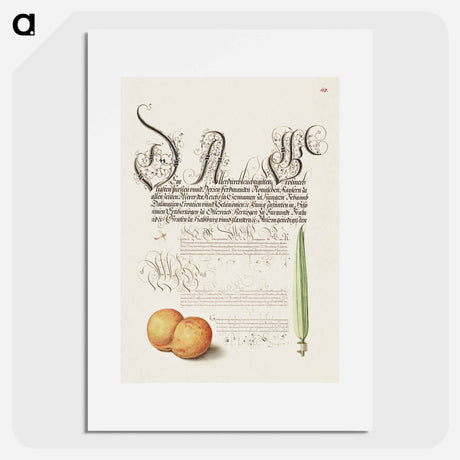 アートポスター-Mayfly, Apricot, and Reed Grass from Mira Calligraphiae Monumenta
 - 書道のお手本 Poster.