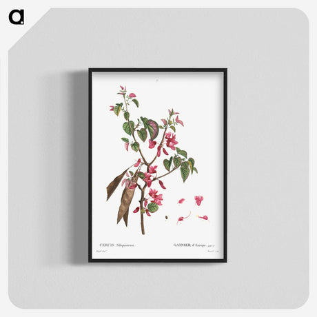 2-58_Treatise-on-Trees-and-Shrubs_blk-crop