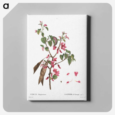 2-58_Treatise-on-Trees-and-Shrubs_canvas