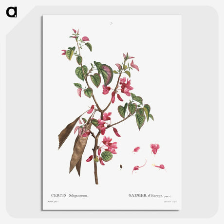 2-58_Treatise-on-Trees-and-Shrubs_picture-crop