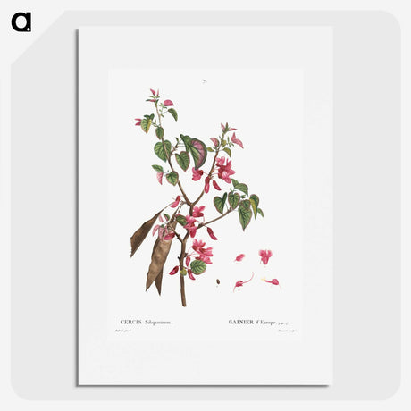 2-58_Treatise-on-Trees-and-Shrubs_picture