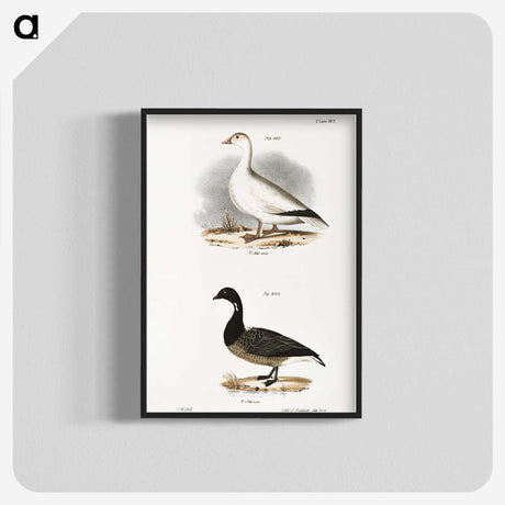 2-58_Zoology-of-New-York_blk-crop