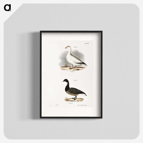 2-58_Zoology-of-New-York_blk