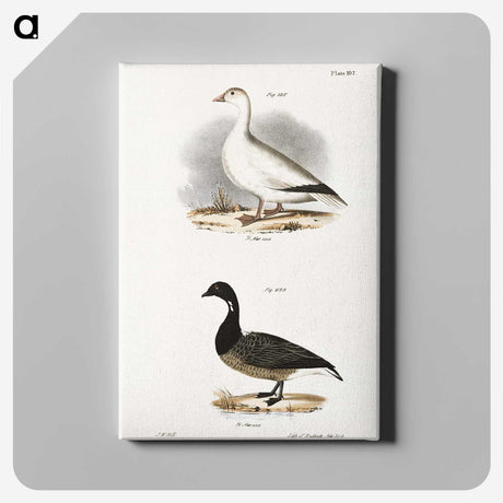 2-58_Zoology-of-New-York_canvas