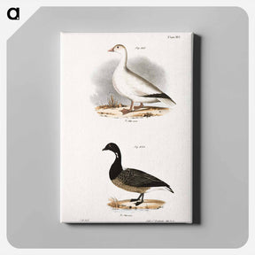アートパネル-Snow Goose (Anser hyperboreus) 239. Brant (Anser bernicla) illustration from Zoology of New York by James Ellsworth De Kay - ニューヨークの動物学 Canvas.