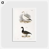 2-58_Zoology-of-New-York_hagaki