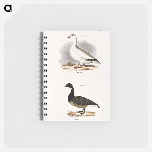 Snow Goose (Anser hyperboreus) 239. Brant (Anser bernicla) illustration from Zoology of New York by James Ellsworth De Kay - ニューヨークの動物学 Memo.