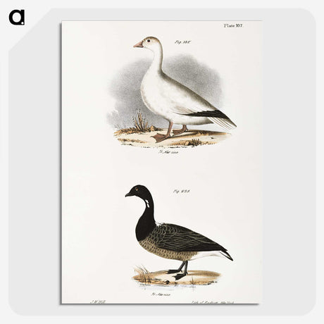 2-58_Zoology-of-New-York_picture-crop
