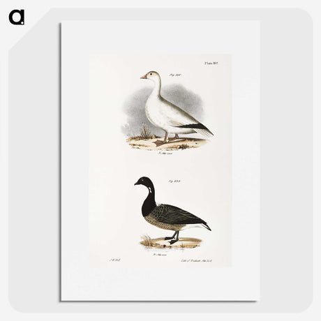 2-58_Zoology-of-New-York_picture