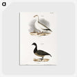 2-58_Zoology-of-New-York_postcard