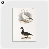 2-58_Zoology-of-New-York_postcard