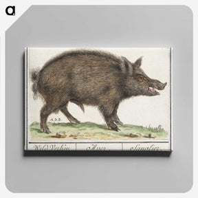 2-59_Anselmus-Boetius-de-Boodt_canvas