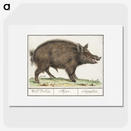 2-59_Anselmus-Boetius-de-Boodt_picture