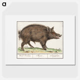 Wild boar - アンセルムス ボエティウス デ ブート Poster.