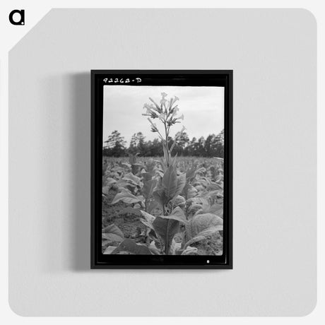 2-59_Dorothea-Lange_blk-crop