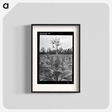 2-59_Dorothea-Lange_blk