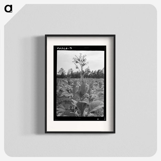 2-59_Dorothea-Lange_blk