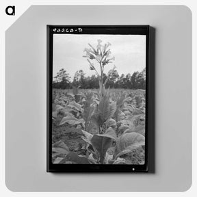 2-59_Dorothea-Lange_canvas