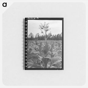 アートメモ帳-Untitled photo - ドロテア ラング Memo.