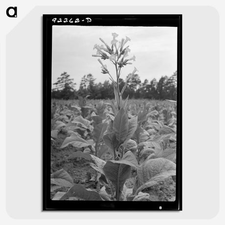 2-59_Dorothea-Lange_picture-crop