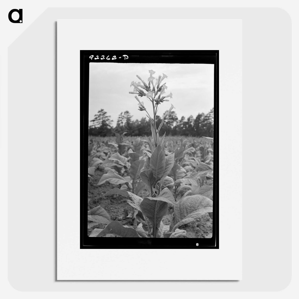 2-59_Dorothea-Lange_picture