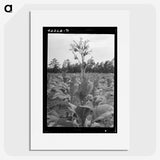2-59_Dorothea-Lange_picture