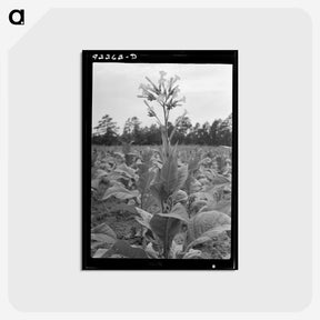 2-59_Dorothea-Lange_postcard
