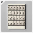 2-59_Eadweard-Muybridge_canvas