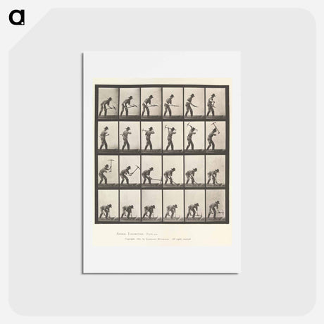 アートポストカード-Animal Locomotion
 - エドワード マイブリッジ Postcard.