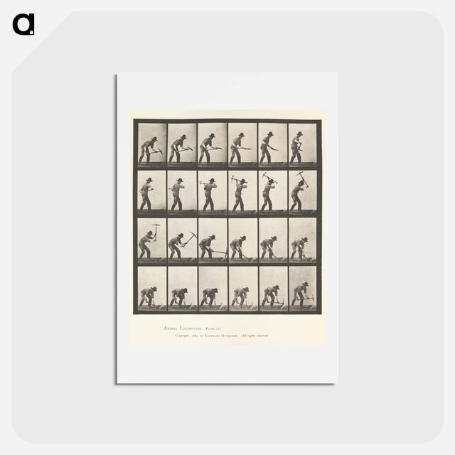 アートポストカード-Animal Locomotion
 - エドワード マイブリッジ Postcard.