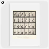 2-59_Eadweard-Muybridge_picture