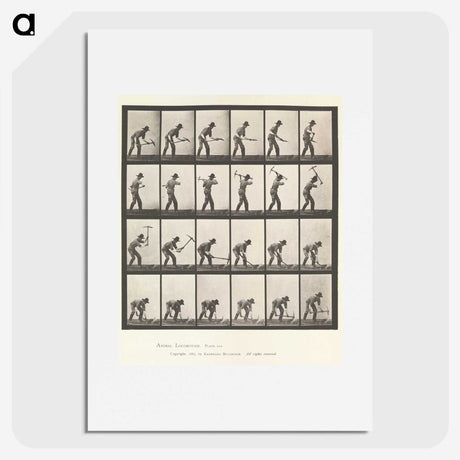 2-59_Eadweard-Muybridge_picture