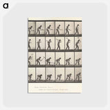アートポストカード-Animal Locomotion
 - エドワード マイブリッジ Postcard.