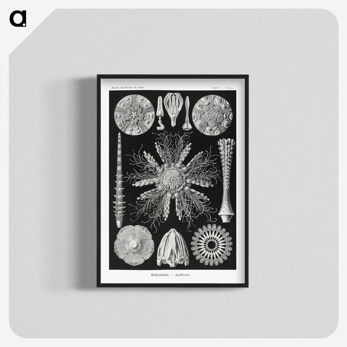 2-59_Ernst-Haeckel_blk-crop