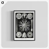 2-59_Ernst-Haeckel_blk-crop