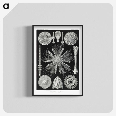 2-59_Ernst-Haeckel_blk-crop