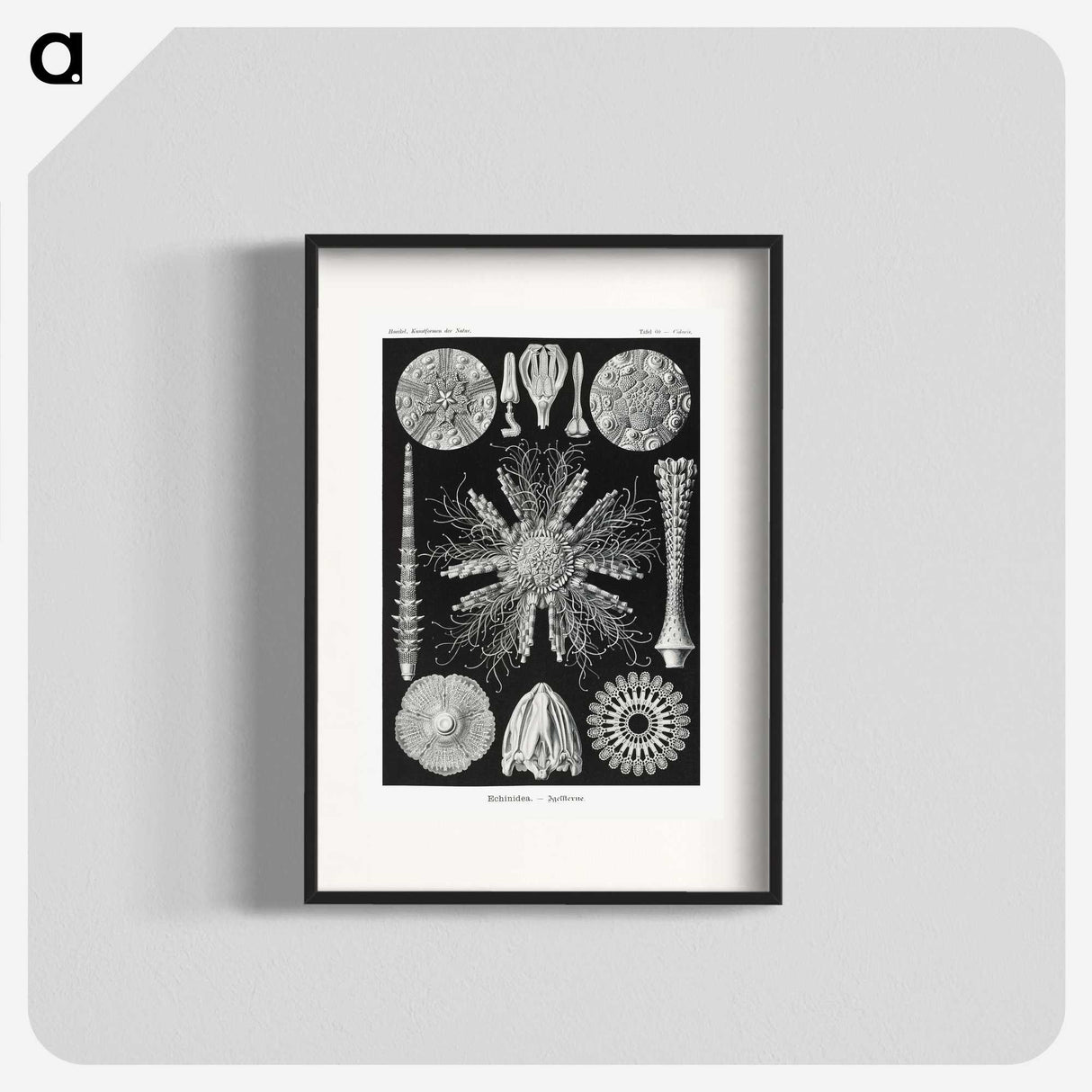 2-59_Ernst-Haeckel_blk