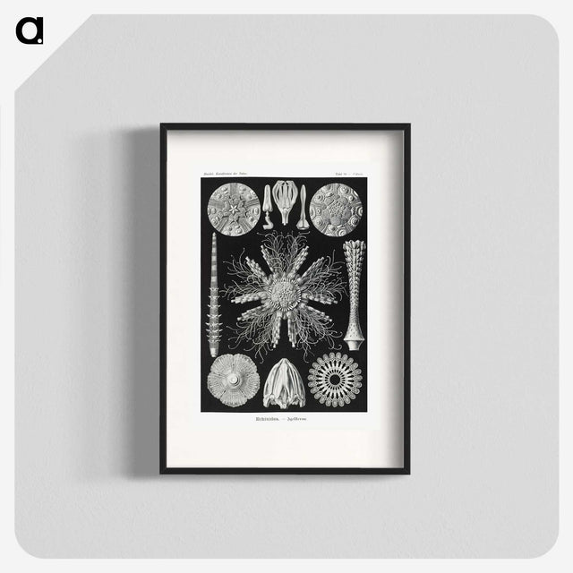 2-59_Ernst-Haeckel_blk