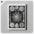 2-59_Ernst-Haeckel_canvas