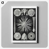 2-59_Ernst-Haeckel_canvas
