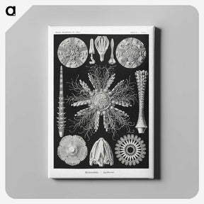 2-59_Ernst-Haeckel_canvas