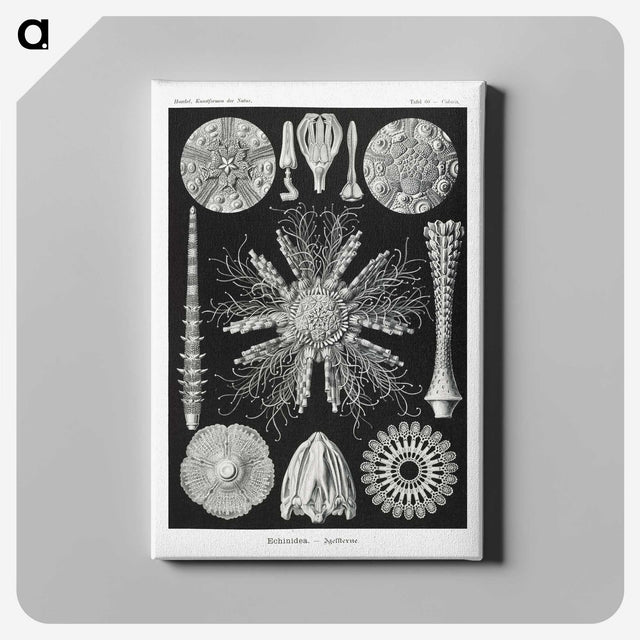 2-59_Ernst-Haeckel_canvas