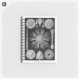 2-59_Ernst-Haeckel_memo