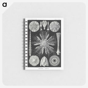 2-59_Ernst-Haeckel_memo