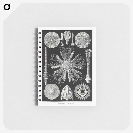 2-59_Ernst-Haeckel_memo