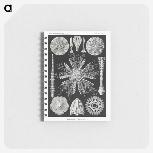 2-59_Ernst-Haeckel_memo